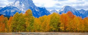 Preview wallpaper trees, autumn, mountains