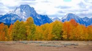 Preview wallpaper trees, autumn, mountains