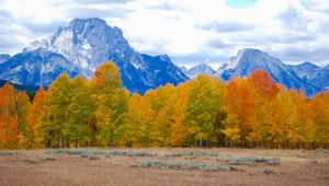 Preview wallpaper trees, autumn, mountains