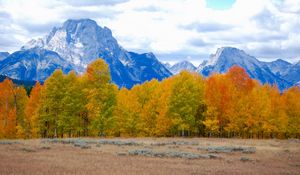 Preview wallpaper trees, autumn, mountains