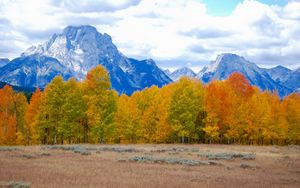 Preview wallpaper trees, autumn, mountains