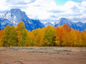 Preview wallpaper trees, autumn, mountains