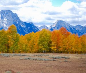Preview wallpaper trees, autumn, mountains