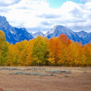 Preview wallpaper trees, autumn, mountains