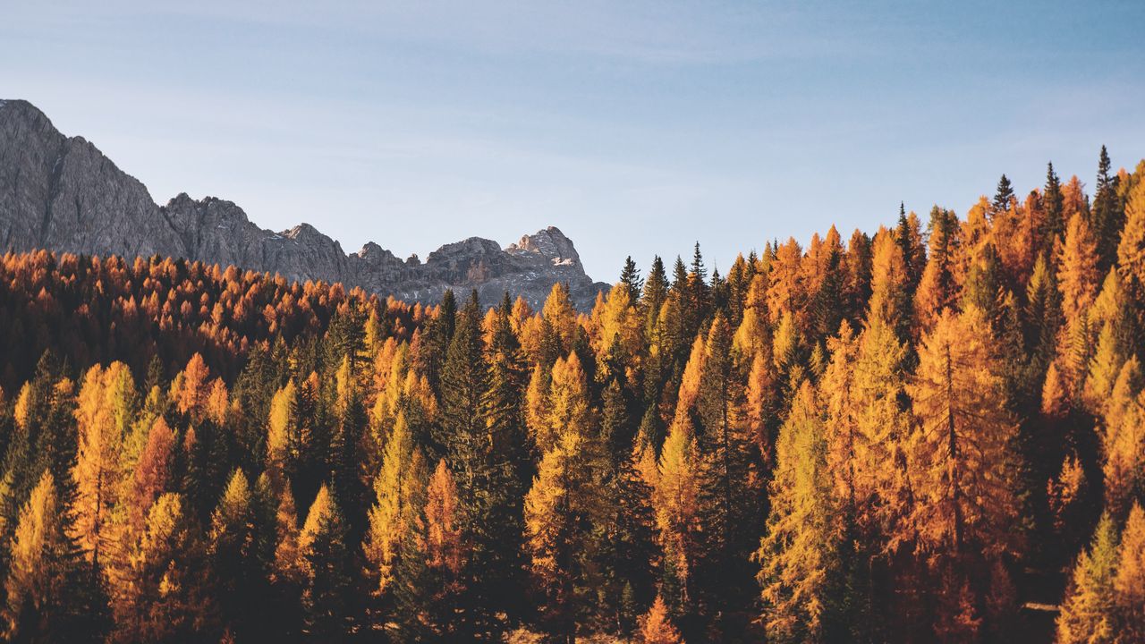 Wallpaper trees, autumn, mountains