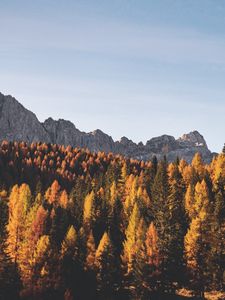 Preview wallpaper trees, autumn, mountains