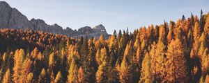 Preview wallpaper trees, autumn, mountains