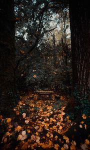 Preview wallpaper trees, autumn, nature, forest, foliage