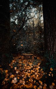 Preview wallpaper trees, autumn, nature, forest, foliage