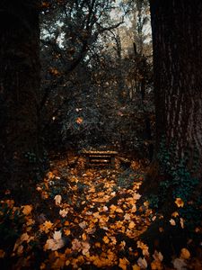 Preview wallpaper trees, autumn, nature, forest, foliage