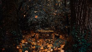 Preview wallpaper trees, autumn, nature, forest, foliage