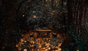 Preview wallpaper trees, autumn, nature, forest, foliage