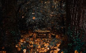 Preview wallpaper trees, autumn, nature, forest, foliage