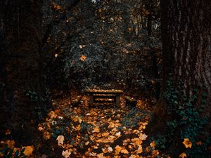 Preview wallpaper trees, autumn, nature, forest, foliage