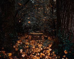 Preview wallpaper trees, autumn, nature, forest, foliage