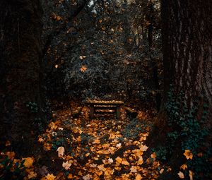 Preview wallpaper trees, autumn, nature, forest, foliage