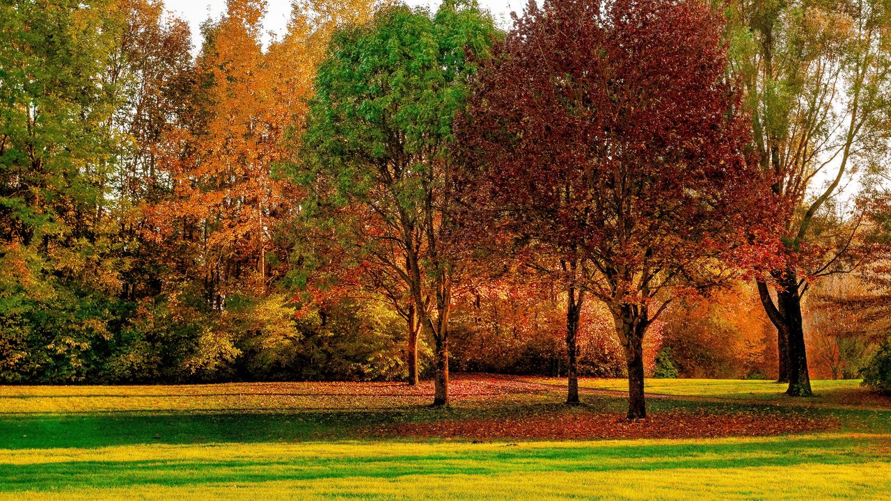 Wallpaper trees, autumn, park, leaves