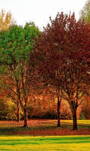Preview wallpaper trees, autumn, park, leaves