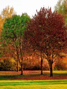 Preview wallpaper trees, autumn, park, leaves
