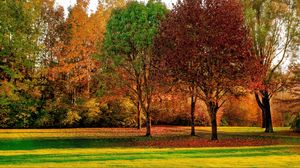 Preview wallpaper trees, autumn, park, leaves