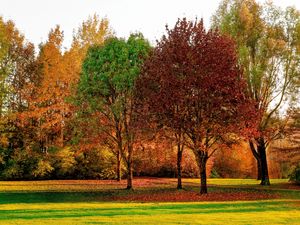 Preview wallpaper trees, autumn, park, leaves
