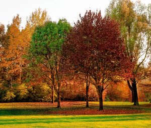Preview wallpaper trees, autumn, park, leaves