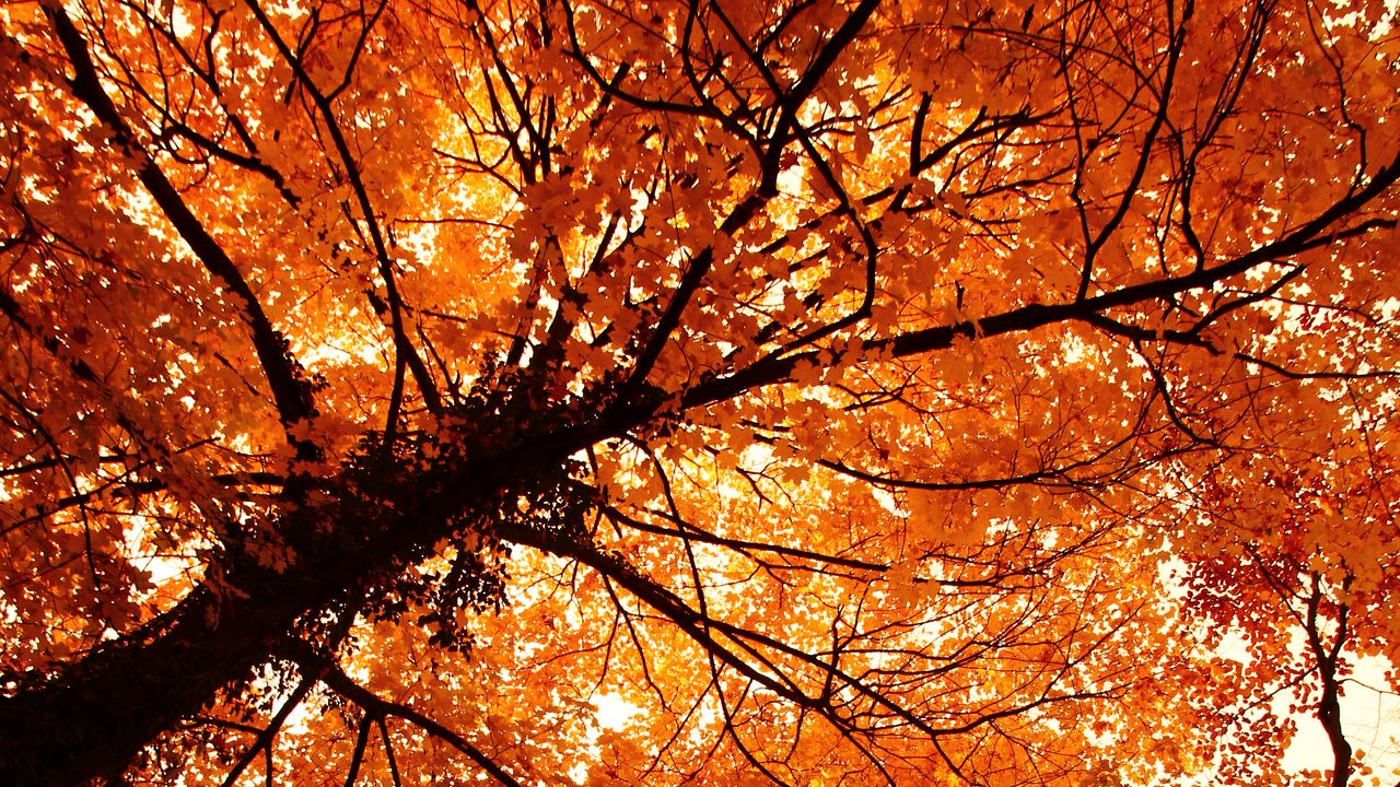 Wallpaper trees, autumn, park, nature hd, picture, image