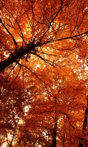 Preview wallpaper trees, autumn, park, nature