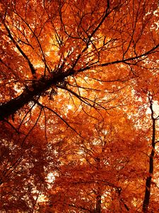 Preview wallpaper trees, autumn, park, nature