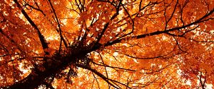 Preview wallpaper trees, autumn, park, nature