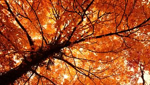 Preview wallpaper trees, autumn, park, nature