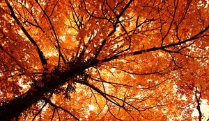 Preview wallpaper trees, autumn, park, nature