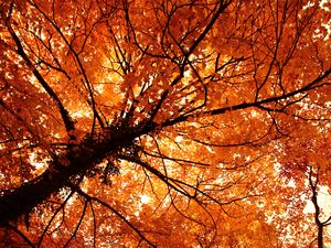 Preview wallpaper trees, autumn, park, nature