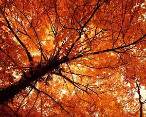 Preview wallpaper trees, autumn, park, nature