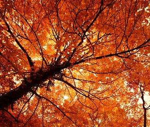 Preview wallpaper trees, autumn, park, nature