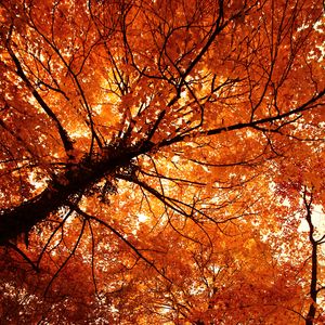 Preview wallpaper trees, autumn, park, nature