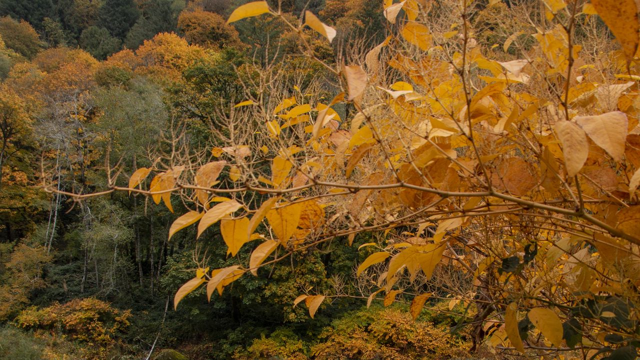 Wallpaper trees, autumn, pond, landscape, nature