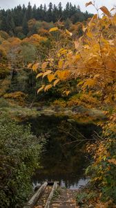 Preview wallpaper trees, autumn, pond, landscape, nature