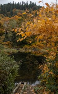 Preview wallpaper trees, autumn, pond, landscape, nature