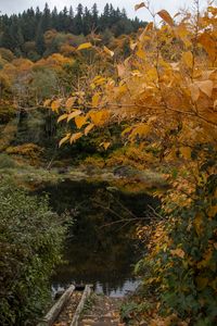 Preview wallpaper trees, autumn, pond, landscape, nature