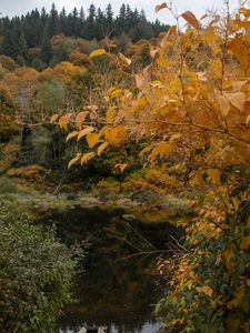 Preview wallpaper trees, autumn, pond, landscape, nature