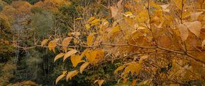 Preview wallpaper trees, autumn, pond, landscape, nature