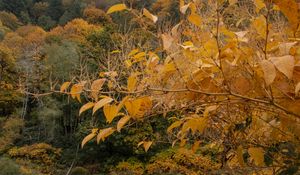 Preview wallpaper trees, autumn, pond, landscape, nature