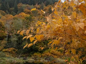 Preview wallpaper trees, autumn, pond, landscape, nature