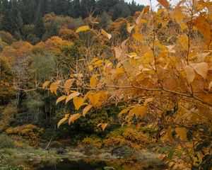 Preview wallpaper trees, autumn, pond, landscape, nature