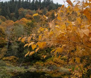 Preview wallpaper trees, autumn, pond, landscape, nature