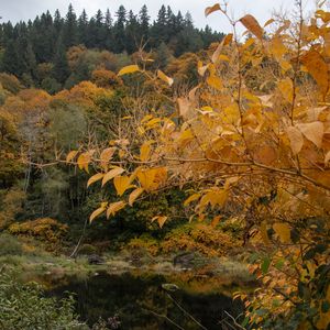 Preview wallpaper trees, autumn, pond, landscape, nature