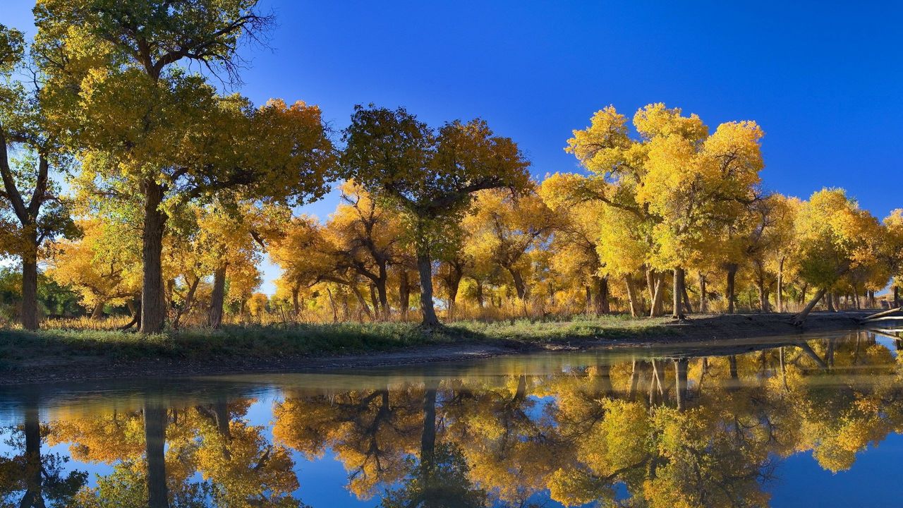 Wallpaper trees, autumn, reflection