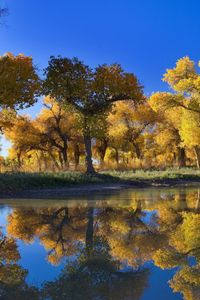 Preview wallpaper trees, autumn, reflection