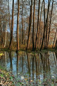 Preview wallpaper trees, autumn, reflection